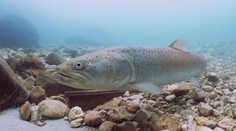 Vládkyňa slovenských vôd je späť. Hlavátka sa vracia do podhorských riek