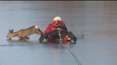 Záchrana srnčeka zo zamrznutého jazera. Lučeneckí hasiči sa s ním poriadne vytrápili