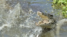 VIDEO: Lov žraloka sa zmenil na drámu. Rybár sa o úlovok naťahoval s veľkým krokodílom