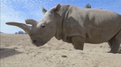 Zomrel unikátny biely nosorožec. Na svete zostali už len tri