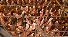 Hydinári uviedli, koľko nosníc sa na Slovensku ešte stále chová v klietkových chovoch