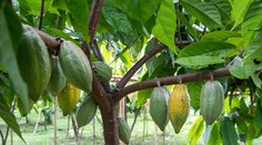 Jedna zo základných pochutín výrazne zdražie. Pocítiť by sme to mali už na Vianoce