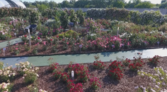 Na východe Slovenska otvorili úchvatné rozárium. Nájdete tam ruže z celého sveta