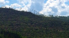 Už vieme, ktoré lesy zničila víchrica