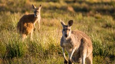 Turisti v Austrálii sa musia mať na pozore: Útočia na nich kengury závislé od mrkvy