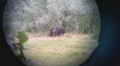 Na východe sa šíri africký mor ošípaných. Chovatelia by sa so zabíjačkou mali poponáhľať