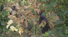 Porasty viniča u nás ničí ochorenie, ktoré rastliny doslova likviduje