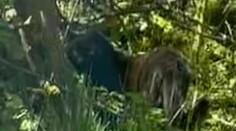 Žena na severe Čiech odfotila veľkú mačkovitú šelmu, úrady vyzvali ľudí, aby nechodili do lesov