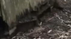 Video len pre silné povahy: Pod starou kôlňou sa skrývalo nemilé prekvapenie