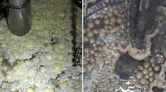 Vodárov zavolali k upchatej kanalizácii. Nemohli uveriť tomu, čo bolo príčinou