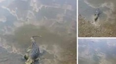 Polícia opäť rieši krokodíla vo Váhu. Nám sa podarilo zistiť, aká je pravda