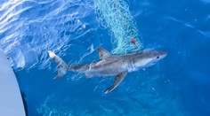 Neobvyklé momenty v Jadranskom mori. Najskôr tam ulovili žraloka, potom spozorovali veľrybu