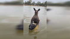 VIDEO: Muž sa vrhol na dvojmetrovú kenguru, ktorá v rieke topila jeho psa