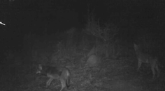 Nečakaná návšteva v blízkosti obce Trnavá Hora. Také zviera tam ľudia ešte nevideli