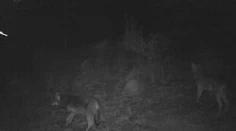 Nečakaná návšteva v blízkosti obce Trnavá Hora. Také zviera tam ľudia ešte nevideli