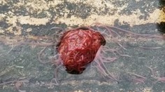 Z kanála vyplavilo po daždi pulzujúce čudo. Muž si myslel, že objavil novú formu života