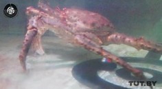 Krab Petrovič rozhodol, kto bude bojovať o medaily