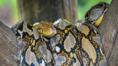 FOTO: Snímka policajta sa stala hitom internetu. Vďačí za to gigantickému pytónovi