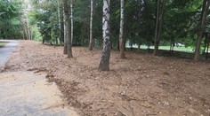 Iniciatíva detí a učiteľov narobila poriadne škody. Neodborne vysadené stromy poškodzujú okolie