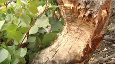 Bobry začali dávať dole jeden strom za druhým. Čo je za tým?