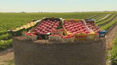 Štát aj pestovatelia chcú na pultoch viac domácich produktov. Problémom je však cena