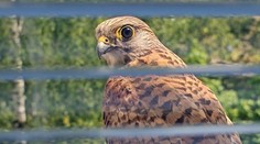 Sokolia rodina zabrala balkón Popradčanky. Bylinky nahradilo hniezdo a surové kuracie srdcia