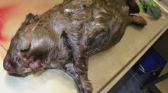 Bitka na život a na smrť: Pri Zelenom plese sa do seba pustili bobor a rys