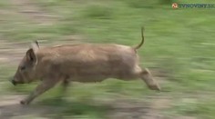 „Vietnamky" Dáša a Máša sa spustili