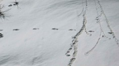 FOTO: Indická armáda tvrdí, že odfotografovala stopy tajomného yetiho