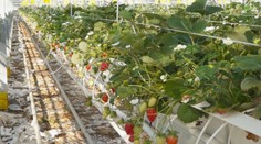 Jahody až do konca jesene. V skleníkoch na juhu Slovenska si ich môžeme vychutnať aj teraz