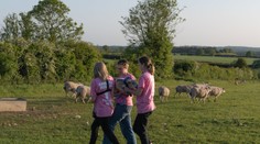 Aktivistky kradli na panstve kráľa Karola III. jahňatá, chceli ich zachrániť pred bitúnkom