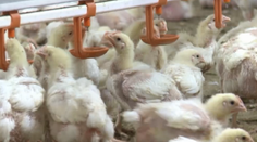 Dnešné kurence extrémne rýchlo rastú. Vraj v tom nie sú žiadne rastové hormóny
