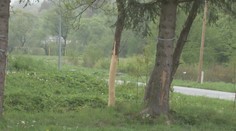 V Krajnej Bystrej sme našli takto olúpané a odumierajúce stromy. Polícia začala konať až po našej reportáži