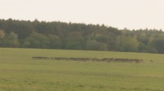 Ničí polia a ohrozuje vodičov. Štát pritvrdzuje v boji proti zveri