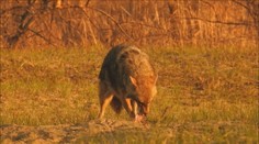 Po Leviciach behal šakal, v meste ho stretli aj dve školáčky. Poľovník pred šelmou varuje