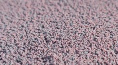 Slovák objavil tisíce zvláštnych „chrobákov“. Entomológ vysvetľuje, čo to v skutočnosti je