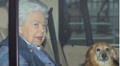 Razantný krok Alžbety II.: Tento muž sa môže hanbiť ako pes!