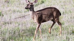 Zvláštny úkaz v oregonských lesoch: Jelene sa tam prechádzajú so šípmi v tele