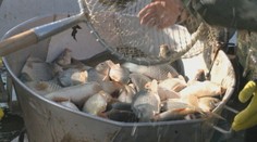 Leto bolo horúce, čo to spraví s cenou vianočných kaprov?