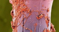 Viete čo je toto? Tento hnus si strkáme do úst každý deň!