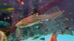 Stovky žralokov leopardích zomierajú v Sanfranciskom zálive