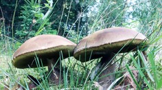 Na hornej Nitre začali rásť hríby. Pozrite na ten úlovok v košíku