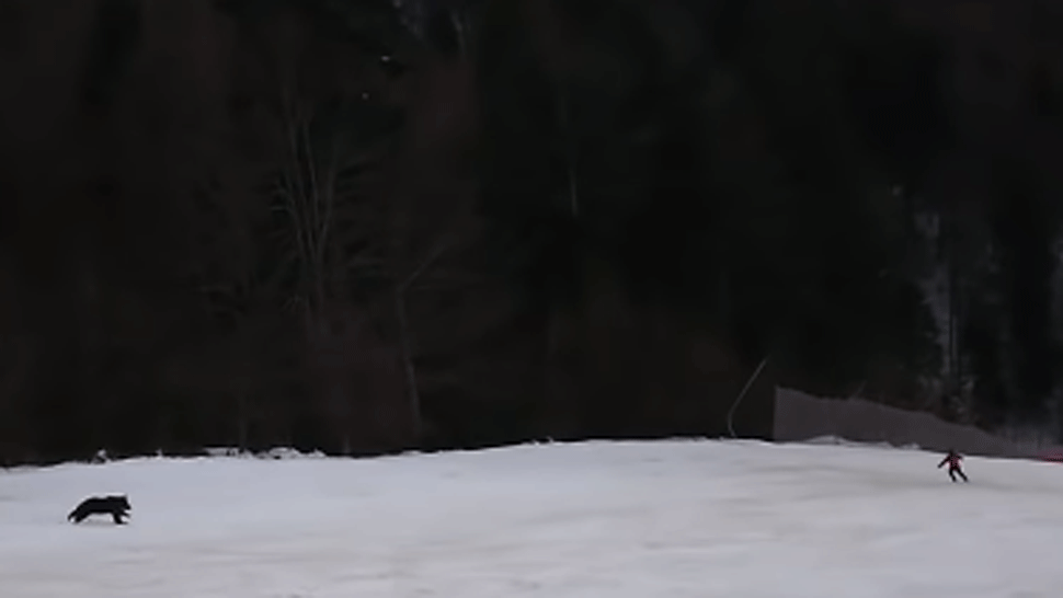VIDEO: Lyžiara na svahu naháňal medveď. Na šelmu ho upozornili až ľudia z lanovky