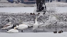 Vtáčia chrípka už vyčíňa aj v Komárňanskom okrese