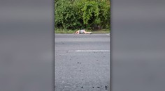 Riskuje život. Žena si v Zálesí mesiace líha na cestu v nepriehľadnej zákrute