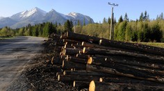 Brusel nás pokarhal za legislatívu v ťažbe a predaji dreva