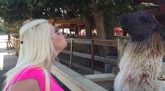 Blondínka verzus lama. To sa nasmejete