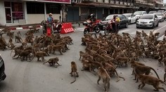 VIDEO: Vodičom sa naskytla scéna ako z akčného filmu. Na križovatke si to rozdali dva gangy opíc