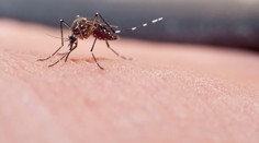 V Paríži spozorovali komáre, ktoré spôsobujú smrteľné choroby