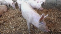 V Chorvátsku vyčíňa africký mor: Tisíce prasiat musia utratiť. Objavili sa aj teórie o útoku